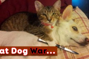 ? TRY NOT TO LAUGH ? Cat Dog War - Life Funny Pets Video 2020