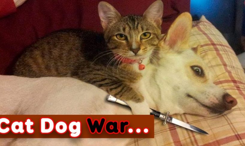 ? TRY NOT TO LAUGH ? Cat Dog War - Life Funny Pets Video 2020