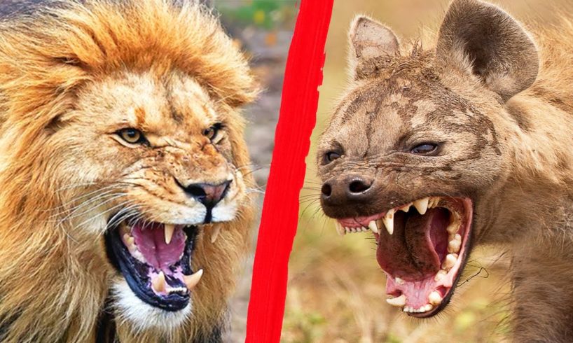 The Biggest Enemies | Animal that Hate each other | Animal Fights