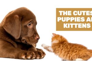 The Cutest Puppies and Kittens on the Internet!