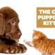 The Cutest Puppies and Kittens on the Internet!