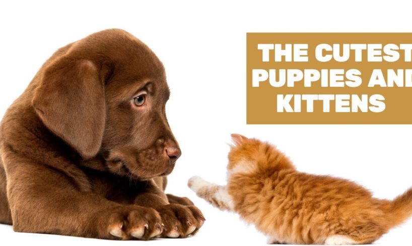 The Cutest Puppies and Kittens on the Internet!