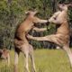 The Greatest Fights In The Animal Kingdom | Top 5 | BBC Earth