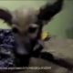 The Most EPIC Animal Rescue Video You Will Ever See!