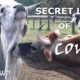 The Secret Lives of Cows that Most People Never See