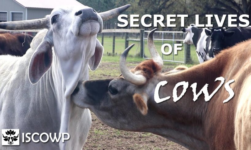 The Secret Lives of Cows that Most People Never See