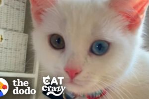 The Stages Of Getting A Second Cat  | The Dodo Cat Crazy