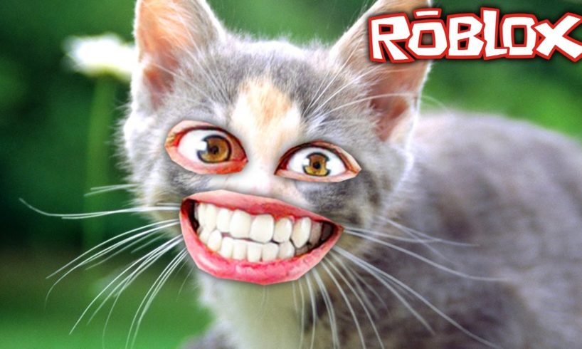 The cutest kitten in Roblox