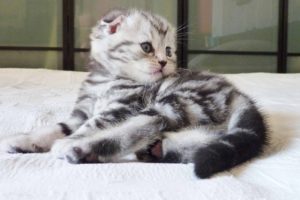 The first 30 days of a Cute Kitten