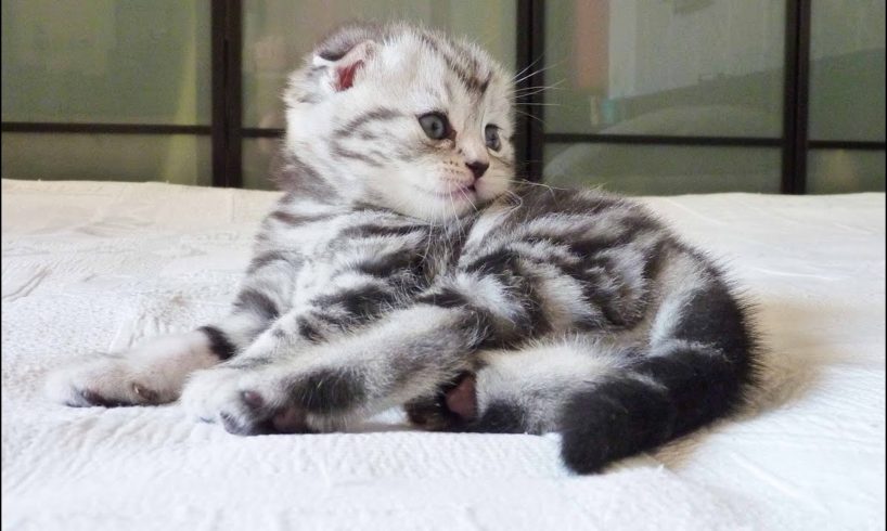 The first 30 days of a Cute Kitten
