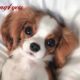 The most beautiful video for lovers of puppies / Cutest Puppies 2020