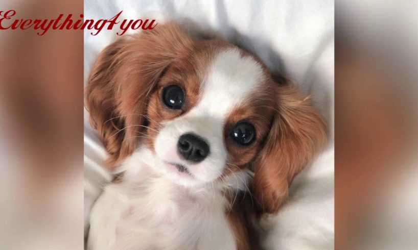 The most beautiful video for lovers of puppies / Cutest Puppies 2020