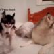 The most funniest video of two dog couple fighting.
