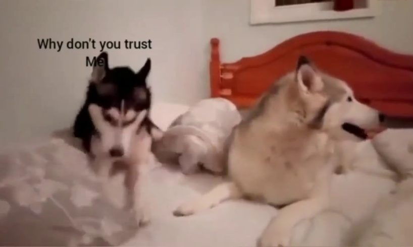 The most funniest video of two dog couple fighting.