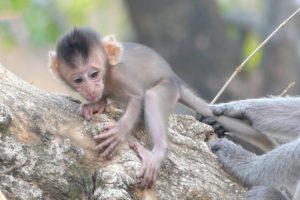 The mother pulled on her baby Rina's tail because he was playing on a fallen tree