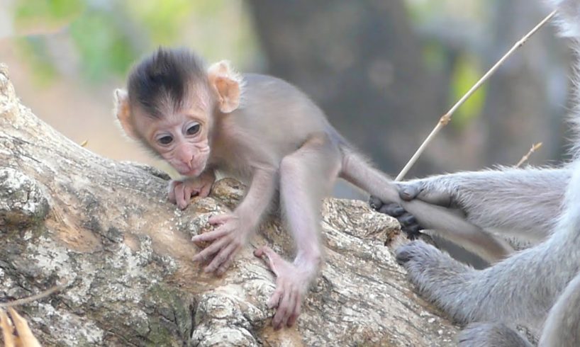 The mother pulled on her baby Rina's tail because he was playing on a fallen tree