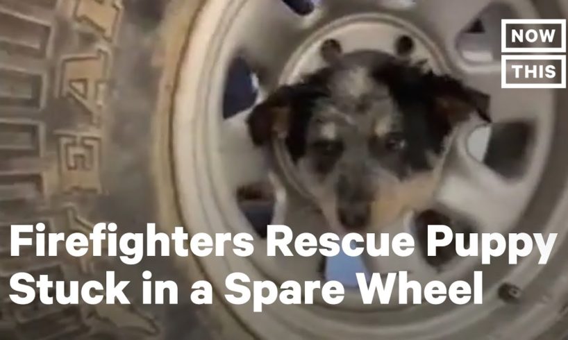 These Firefighters Rescued a Puppy Who Got Her Head Stuck | NowThis