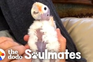 This Guy Wasn't A Bird Fan Until He Met This Little Bald Cockatoo | The Dodo Soulmates