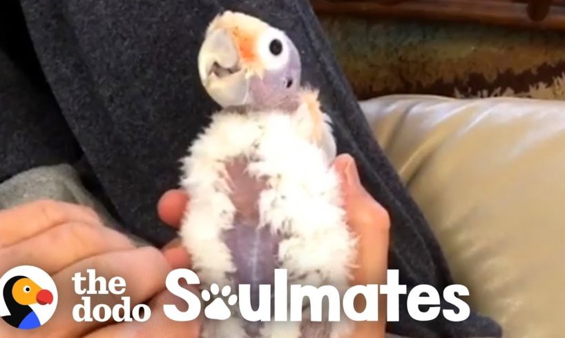 This Guy Wasn't A Bird Fan Until He Met This Little Bald Cockatoo | The Dodo Soulmates