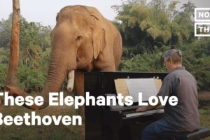 This Musician Plays Beethoven for Rescued Elephants | NowThis