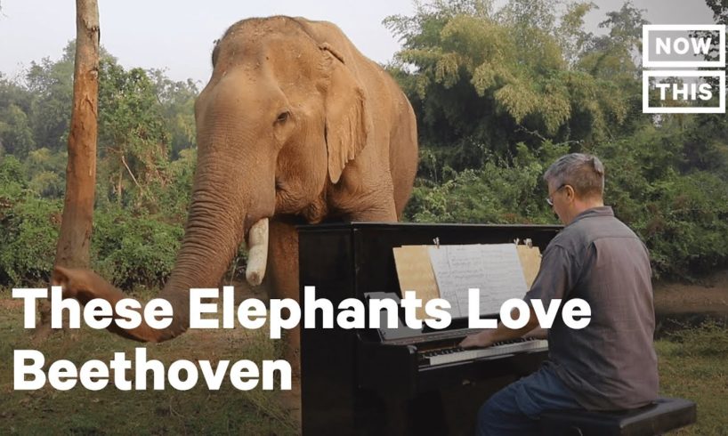 This Musician Plays Beethoven for Rescued Elephants | NowThis