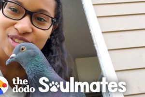This Woman's Baby Is A Rescue Pigeon | The Dodo Soulmates
