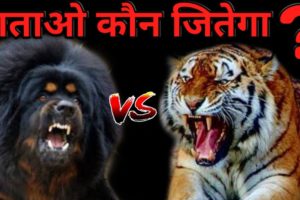 Tibetan Mastiff Vs Tiger | Who Win The Fight ? | Best Animal Fight | Tiger vs Tibetan Mastiff - DOB