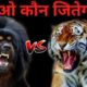 Tibetan Mastiff Vs Tiger | Who Win The Fight ? | Best Animal Fight | Tiger vs Tibetan Mastiff - DOB