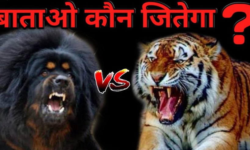 Tibetan Mastiff Vs Tiger | Who Win The Fight ? | Best Animal Fight | Tiger vs Tibetan Mastiff - DOB