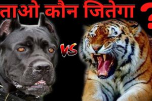 Tiger vs Cane Corso Who Win The Fight ? | Best Animals Fights Cane corso vs Tiger - Dogs Biography