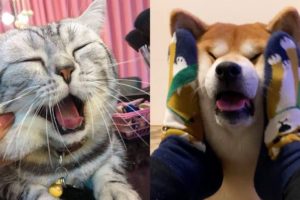 Tik Tok Cats And Dogs - Cute Pets Overload Video 2020 | Tricksy Pets
