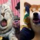 Tik Tok Cats And Dogs - Cute Pets Overload Video 2020 | Tricksy Pets