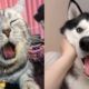 Tik Tok Dogs And Cats Compilation #1 - Funny Pets Video 2020 | Pets Paws