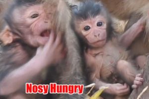 Tiny Baby Nosy Trying To Drink Milk, Cute Newborn Baby animals