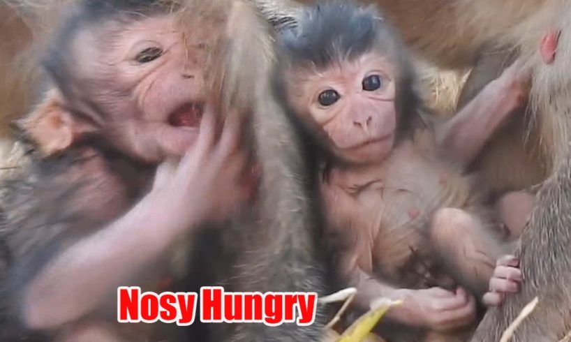 Tiny Baby Nosy Trying To Drink Milk, Cute Newborn Baby animals