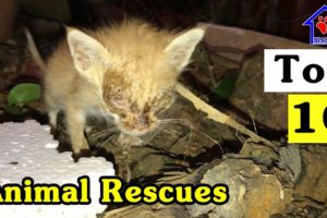 Top 10 Animal Rescues – 2 years kitten rescue | Animal’s Health Care