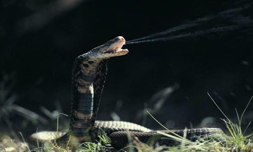 Top 10 Deadliest Snakes