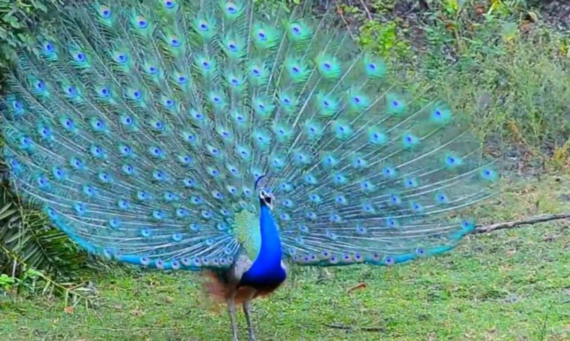 Top 10 Most Beautiful Birds In The World Video | Beautiful Animals And Birds