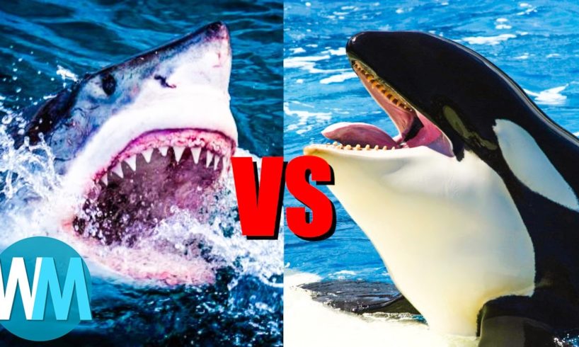 Top 10 SAVAGE Animal Rivalries