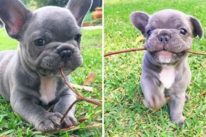 Top 20+ Best Cute French Bulldog Puppies - TRY NOT TO LAUGH - Funny Dog Videos 2020