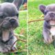 Top 20+ Best Cute French Bulldog Puppies - TRY NOT TO LAUGH - Funny Dog Videos 2020