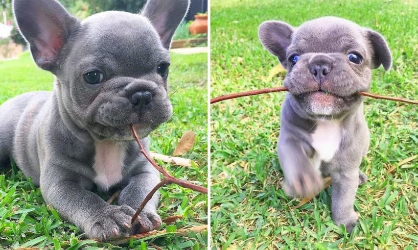 Top 20+ Best Cute French Bulldog Puppies – TRY NOT TO LAUGH – Funny Dog