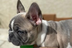Top 20+ French Bulldog are Awesome | Funny and Cute Dog Puppies 2020