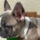 Top 20+ French Bulldog are Awesome | Funny and Cute Dog Puppies 2020