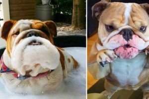 Top 20+ Funny and Cute English Bulldog Puppies Compilation | Dogs Awesome