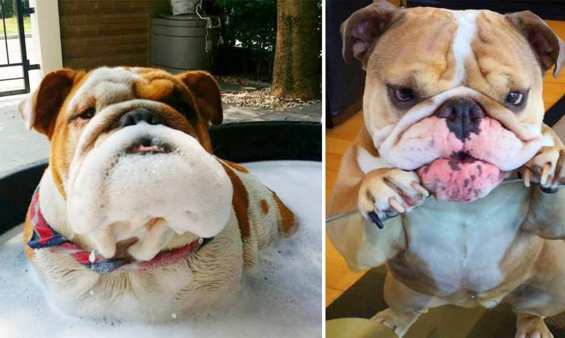 Top 20+ Funny and Cute English Bulldog Puppies Compilation | Dogs Awesome