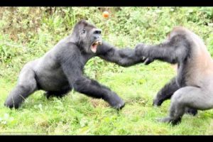 Top 5 Gorilla Fights On Camera | Zoo Fight