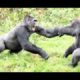 Top 5 Gorilla Fights On Camera | Zoo Fight