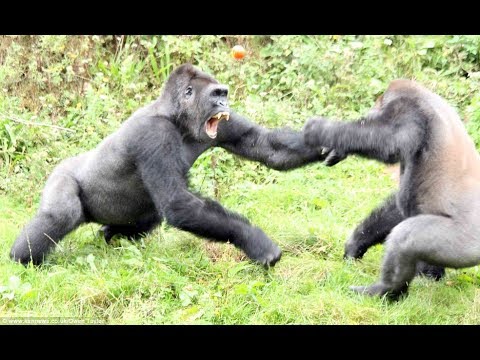 Top 5 Gorilla Fights On Camera | Zoo Fight