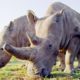 Top 5 Inspirational Animal Conservation Stories | BBC Earth